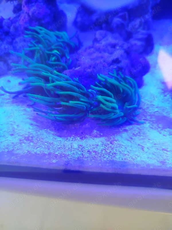 Meerwasser Anemonen Crassa In Waldstetten Fische Aquaristik meerwasser-anemonen-crassa-in-waldstetten-fische-aquaristik