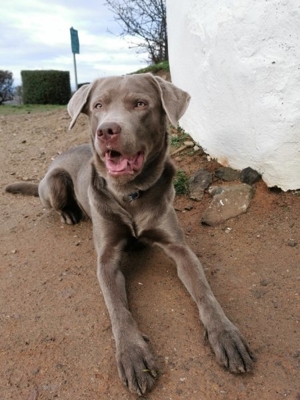 Deckrüde DANTE - Labrador Silber mit Stammbaum und Zuchtzulassung Bild 9