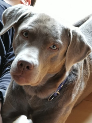 Deckrüde DANTE - Labrador Silber mit Stammbaum und Zuchtzulassung Bild 10