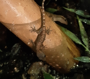 NZ Jungferngeckos Lepidodactylus lugubris Jungtiere Bild 6