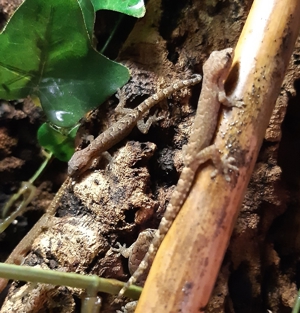 NZ Jungferngeckos Lepidodactylus lugubris Jungtiere Bild 3
