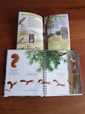 Eichhörnchen Meyers Kinderlexikon + Tierspuren lesen Bild 2