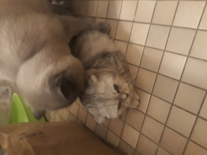 BKH Deckkater Color Point Bild 6