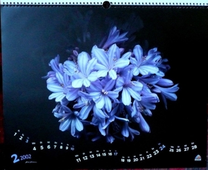 Großer Kunstkalender Blüten 2002 einzigartige, wunderschöne Fotographien von zarten Blüten Bild 3
