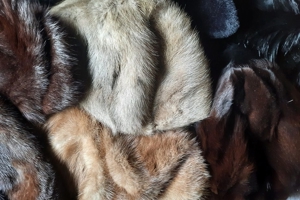 Pelz Konvolut von verschiedenen alten, schönen Pelzen Bild 15