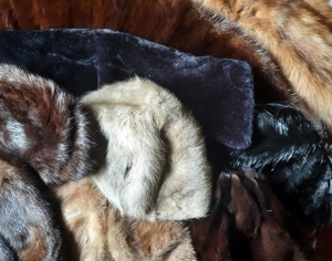 Pelz Konvolut von verschiedenen alten, schönen Pelzen Bild 19