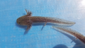 Axolotl (Ambystoma mexicanum)auch für den Teich geeignet Bild 3