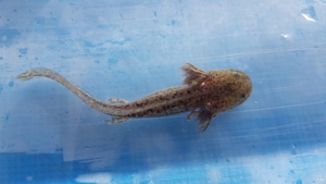 Axolotl (Ambystoma mexicanum)auch für den Teich geeignet Bild 5