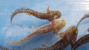 Axolotl (Ambystoma mexicanum)auch für den Teich geeignet Bild 2