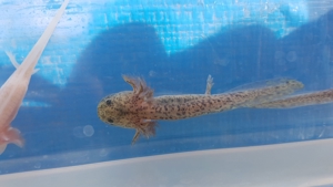 Axolotl (Ambystoma mexicanum)auch für den Teich geeignet Bild 4