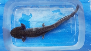 Axolotl (Ambystoma mexicanum)auch für den Teich geeignet Bild 8