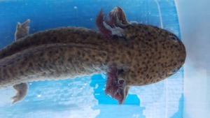 Axolotl (Ambystoma mexicanum)auch für den Teich geeignet Bild 9