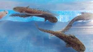 Axolotl (Ambystoma mexicanum)auch für den Teich geeignet Bild 7