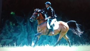 Deckanzeige:Kleinpferdehengst mit "TÜV" deckt Ihre Pony- oder Kleinpferdestute Bild 2