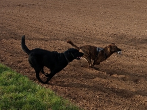 Verlässlicher Dogwalker gesucht? Willkommen beim Gassi-Service Hunde-Kiez mobil! Bild 19
