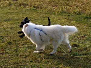 Verlässlicher Dogwalker gesucht? Willkommen beim Gassi-Service Hunde-Kiez mobil! Bild 9