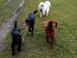 Verlässlicher Dogwalker gesucht? Willkommen beim Gassi-Service Hunde-Kiez mobil! Bild 4