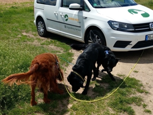 Verlässlicher Dogwalker gesucht? Willkommen beim Gassi-Service Hunde-Kiez mobil! Bild 5