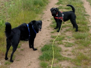 Verlässlicher Dogwalker gesucht? Willkommen beim Gassi-Service Hunde-Kiez mobil! Bild 7