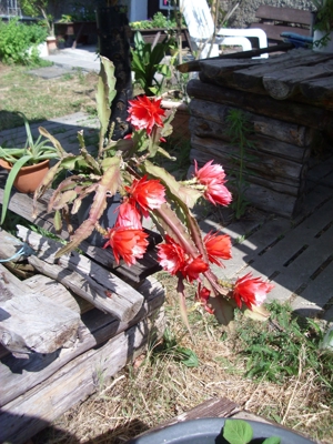 Disocactus ackermannii Rot-blühend Bild 2