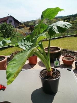 Sehr schöne Pflanze Alocasia mit dekorativen riesigen Blättern, aktuell ca. 90 cm hoch,