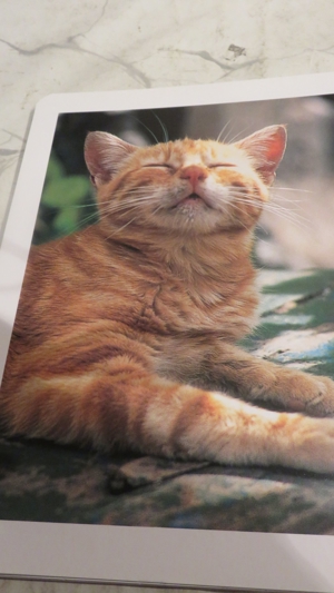 Tierpostkarten zu verschenken Bild 4