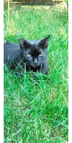 Katze Sophia - schwarzer Diamant Bild 3