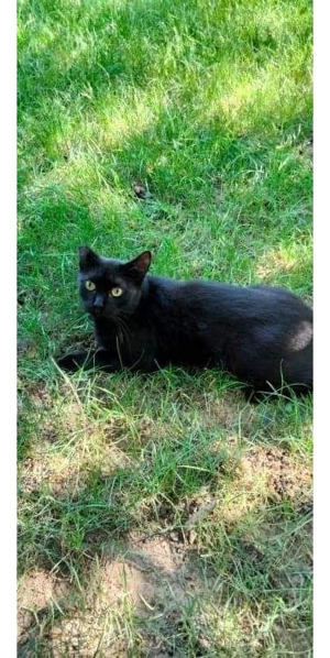 Katze Sophia - schwarzer Diamant Bild 5