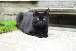 Katze Sophia - schwarzer Diamant Bild 6