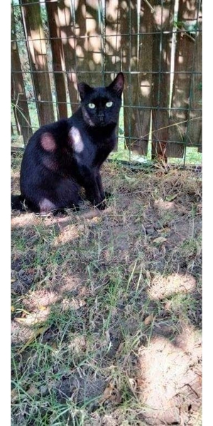 Katze Sophia - schwarzer Diamant Bild 2