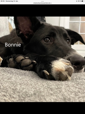 Hundemädchen Bonnie erobert jedes Herz im Flug Bild 10