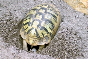 Griechische Landschildkröten, Schildkröten, Nachzuchten 2023, THB, Schildkrötenbabys Bild 6