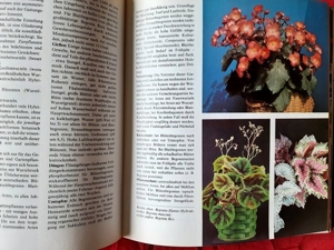 Das neue große farbige Buch der Zimmerpflanzen Bild 5