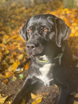 Labrador-Mischling Avelle, 8 Jahre Bild 3