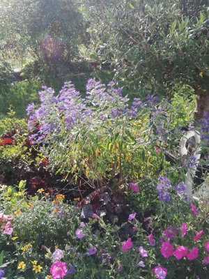 Wunderschöne tiefblau blühende Bartblume - Bienenweide! Bild 2