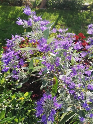 Wunderschöne tiefblau blühende Bartblume - Bienenweide! Bild 4