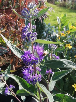 Wunderschöne tiefblau blühende Bartblume - Bienenweide! Bild 3