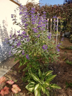 Wunderschöne tiefblau blühende Bartblume - Bienenweide! Bild 5