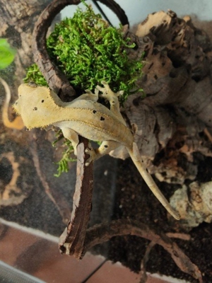 Kronengecko männlich 1.0 ca. 21 Monate Nr.3, Dalmatian, Gecko Correlophus Ciliatus Bild 6