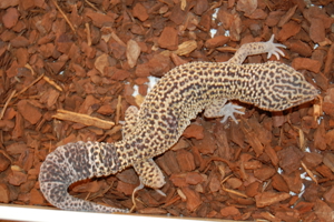 1.0 Leopardgecko Mack Snow Männchen