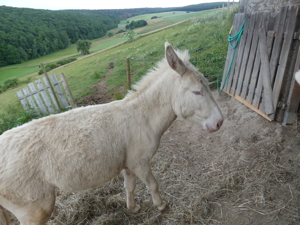 Eselstuten Bild 11