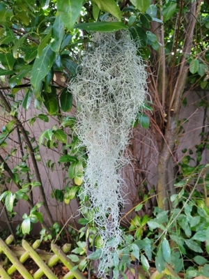 Tillansia usnoidea 