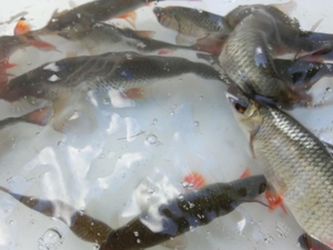 Rotfedern, Rotaugen, Karauschen, Giebel, Schleien Bild 2