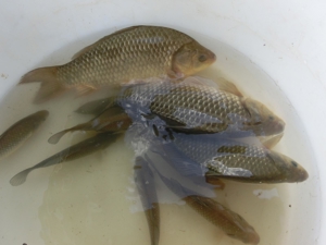 Rotfedern, Rotaugen, Karauschen, Giebel, Schleien Bild 4