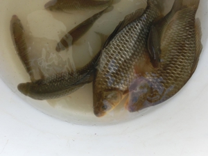 Rotfedern, Rotaugen, Karauschen, Giebel, Schleien Bild 3