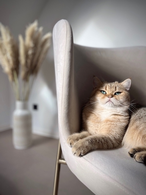 Deckkater erfahren mit Stammbaum golden Shaded mit blauen Augen Bild 2