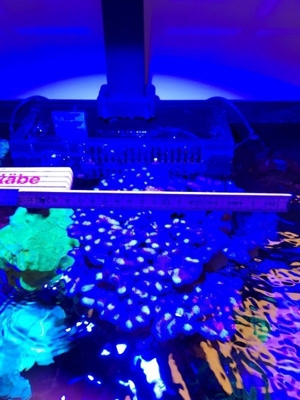 Korallen Ableger Scheibenanemonen Rhodactis Superman Ricordea SPS LPS Bild 10