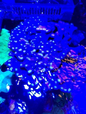 Korallen Ableger Scheibenanemonen Rhodactis Superman Ricordea SPS LPS Bild 11