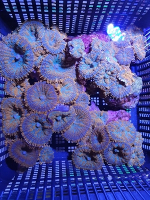 Korallen Ableger Scheibenanemonen Rhodactis Superman Ricordea SPS LPS Bild 6