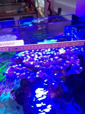 Korallen Ableger Scheibenanemonen Rhodactis Superman Ricordea SPS LPS Bild 8